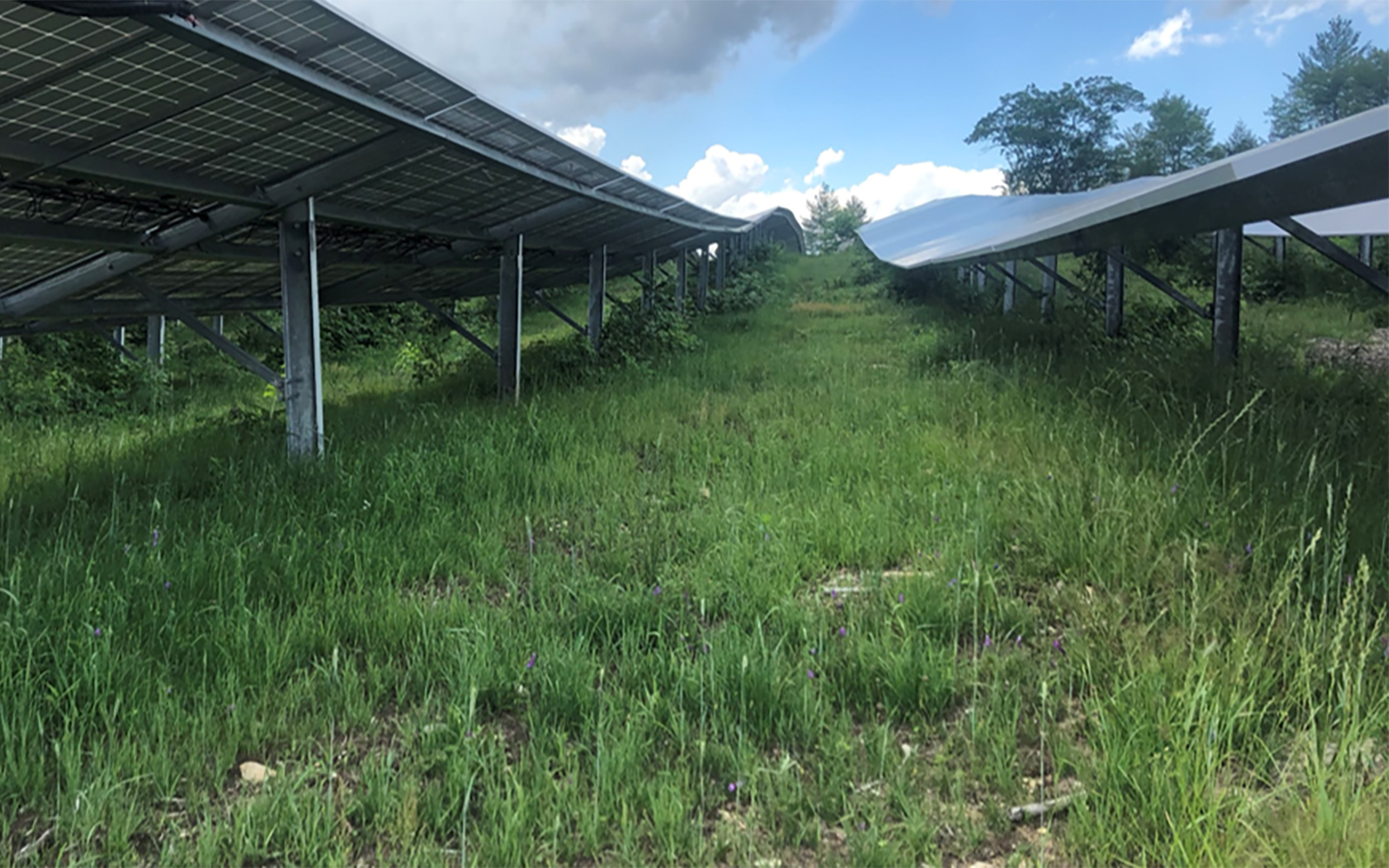 Vegetation Solutions for Solar Farms
