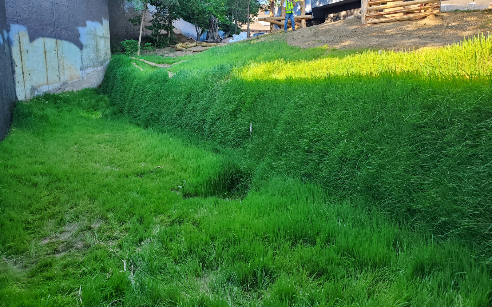 Flex MSE Vegetated Wall After Installation