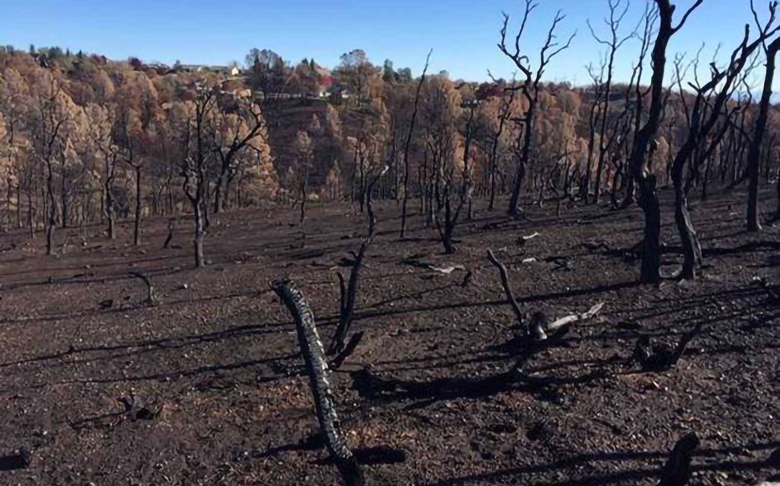 Post-Fire Untreated Area